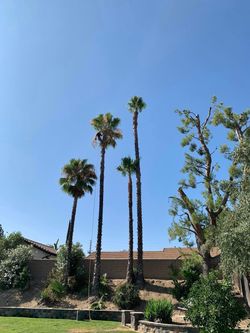 Tree / trimmer