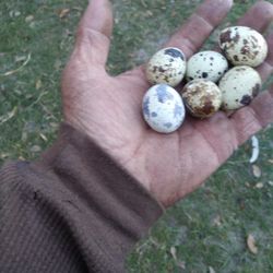 Quail Eggs