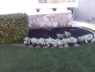 Sod installation synthetic turf