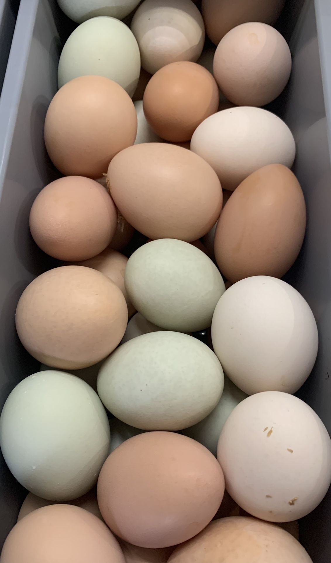 Organic Non GMO Colored Eggs From My Cage Free Chickens