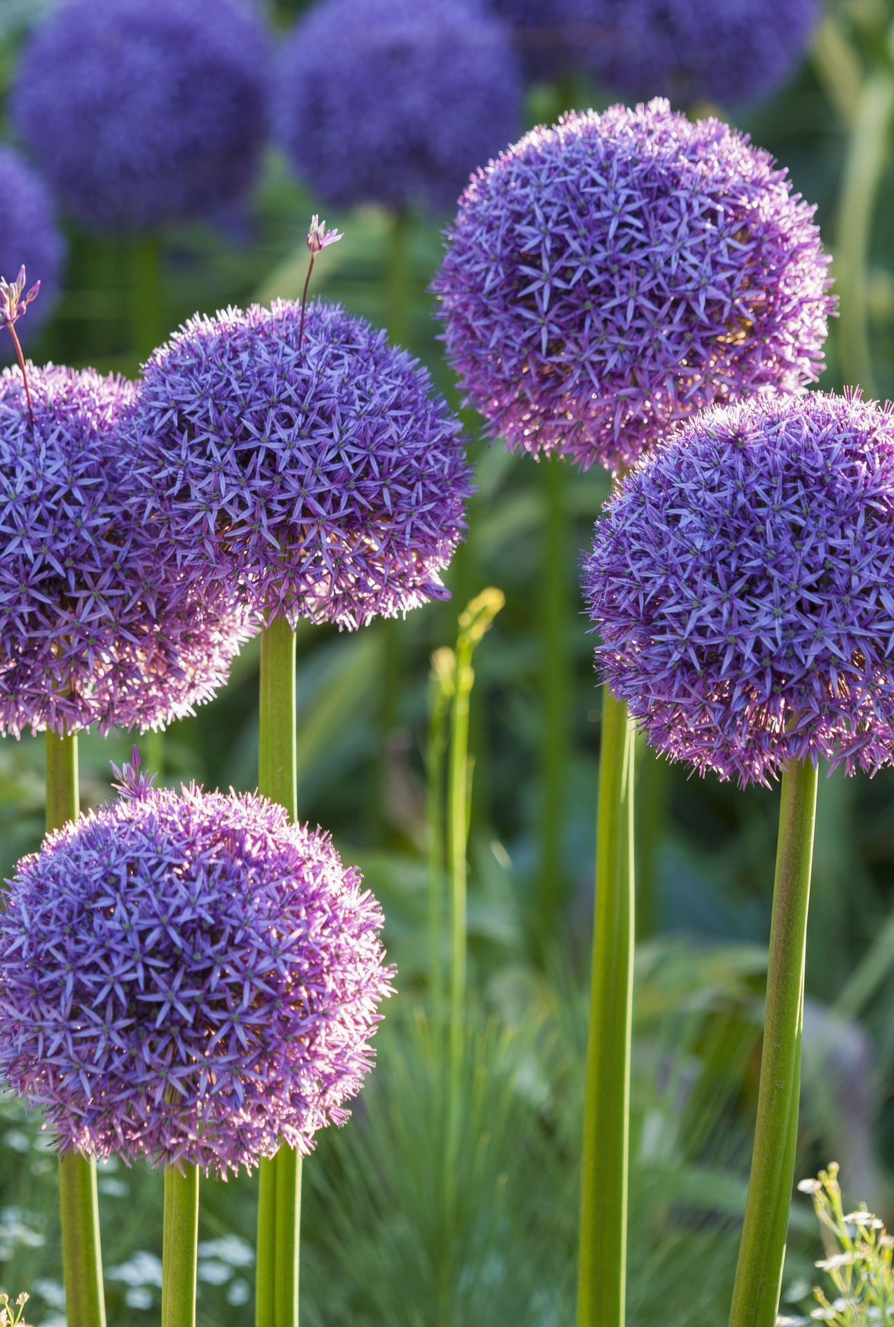 Allium Bulb