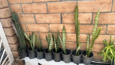 Snake plant indoor or outdoor