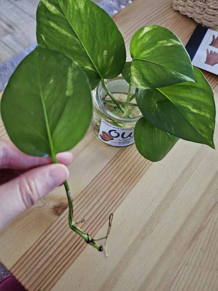 Marble pothos rooted cutting