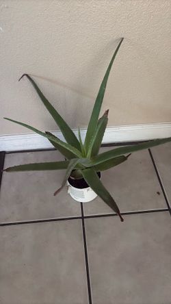 Aloe plants!