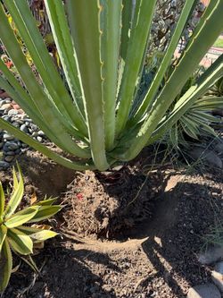 Large MacDougall's Century Plant (Furcraea macdougalii, Agave Succulent Plant You remove.