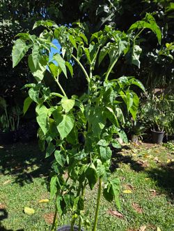 5 feet maraviya Plant