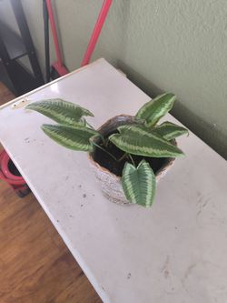 Schismatoglottis wallichii, also known as a "drop tongue plant