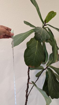 Very Tall Plant With Pot