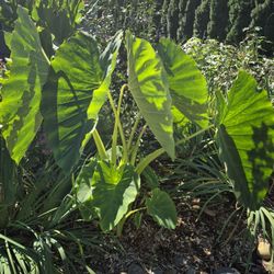 Elephant Ears / 3 Tubers / Dormant