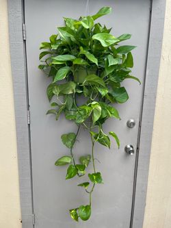 Golden Pothos Trailing House Plant 6” Hanging Pot