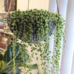 String Of Pearls Plant (6" Cuttings)