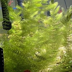 Live Fish Tank Aquarium Plants Hornswart