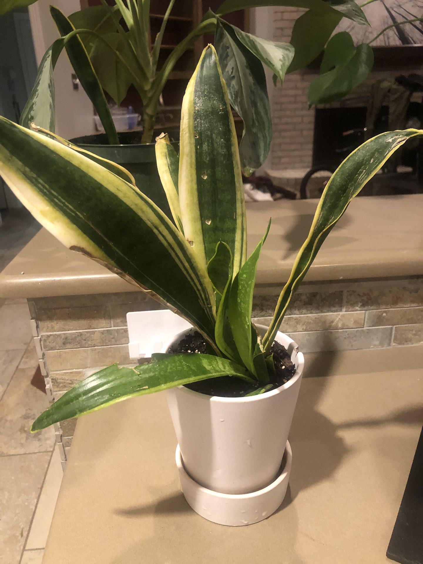 Snake Plant Includes The Pot  $10