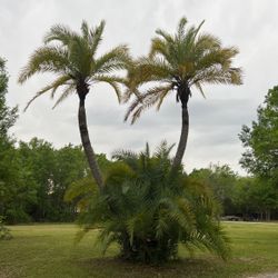 Rare Palm
