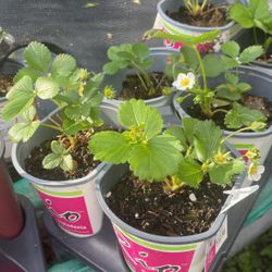 Strawberry Plants $4 Each