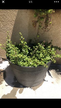 Large potted succulent