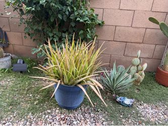 Large aloe plant