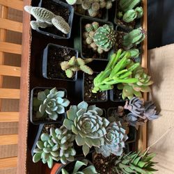 Rare succulents and cactus for sale