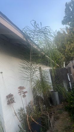 Palm
