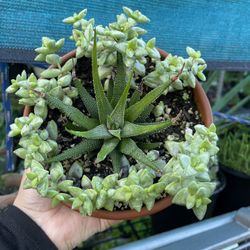 Succulent Arrangement