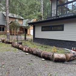 Free wood - cottonwood log rounds 