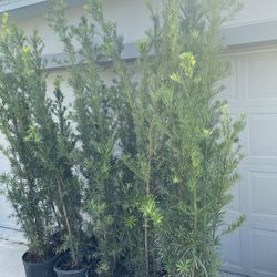 Podocarpus Plants 