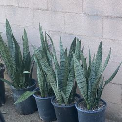 Snake Plants 