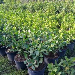 Clusia hedges huge sale now $13