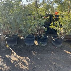 24” Box Mesquite Trees