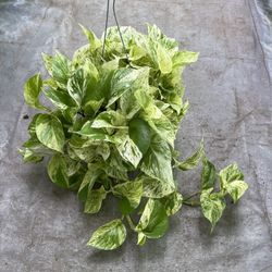 6” snow queen pothos