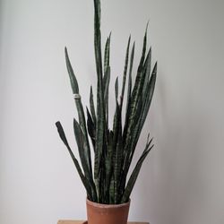 Large Sansevieria Zeylancia