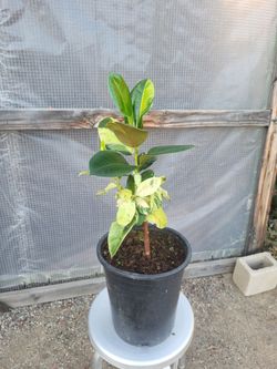 Moonshine Rubber Plant 5 gallon pot