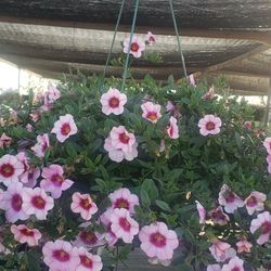 Hanging Baskets Assorted Varieties 