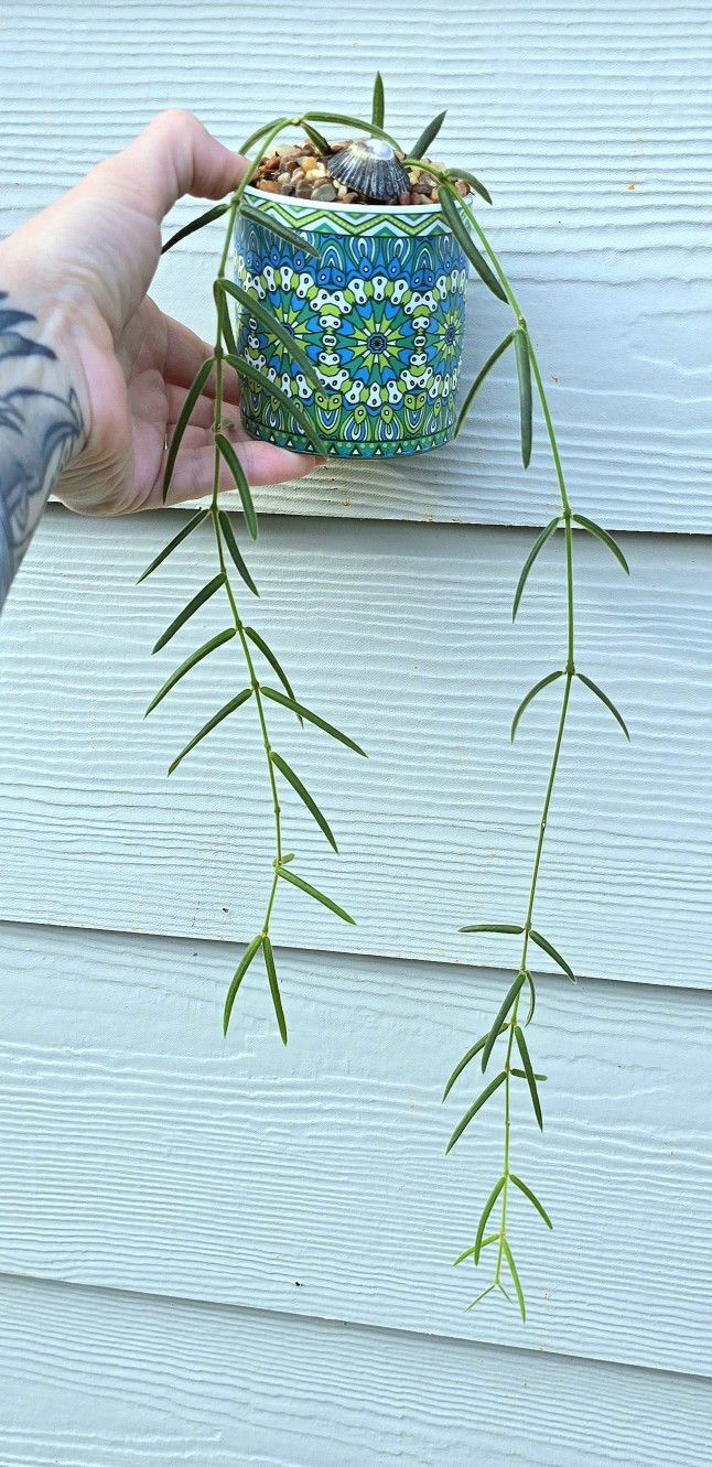 RARE! Potted Hoya Linearis