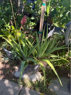 Green plant