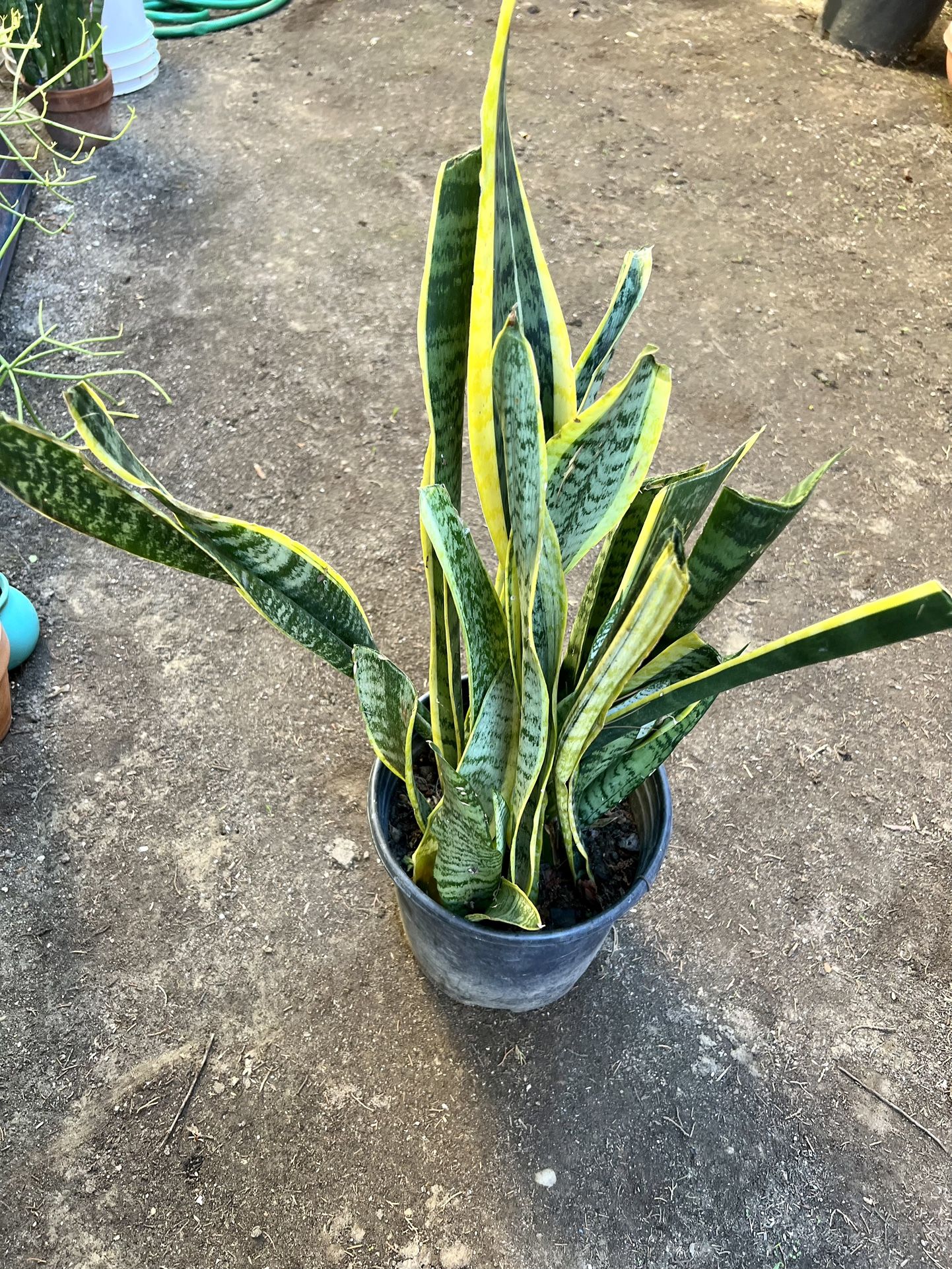Snake Plant