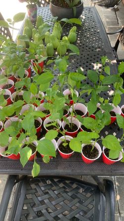 Pepper plants