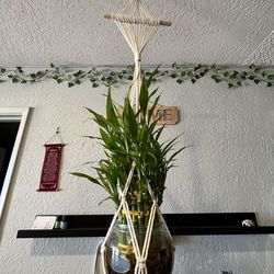 Bohemian bamboo plant