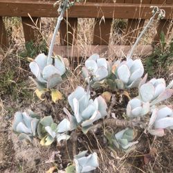 Succulent 