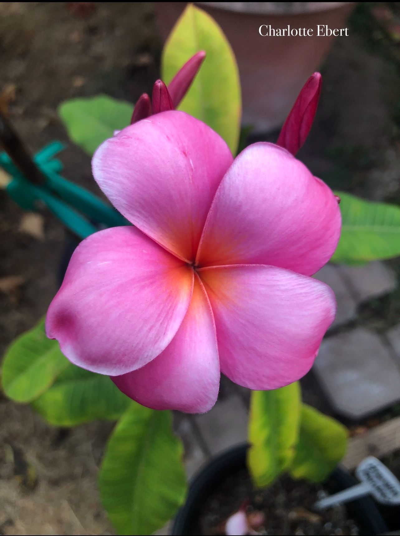 Charlotte Ebert Plumeria