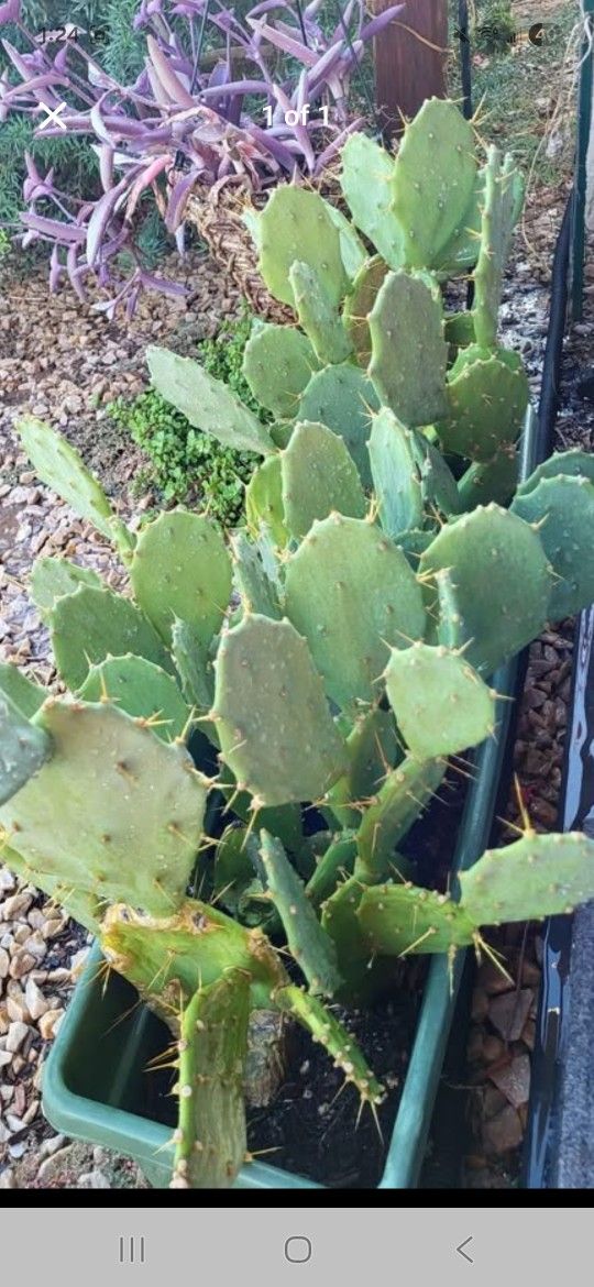 Prickly Pear Discounted