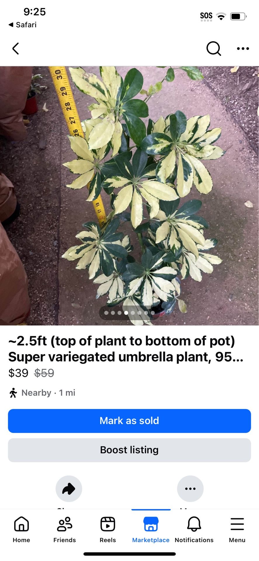 ~2.5ft Top Of Plant To Bottom of Pot Umbrella Plant, 95820