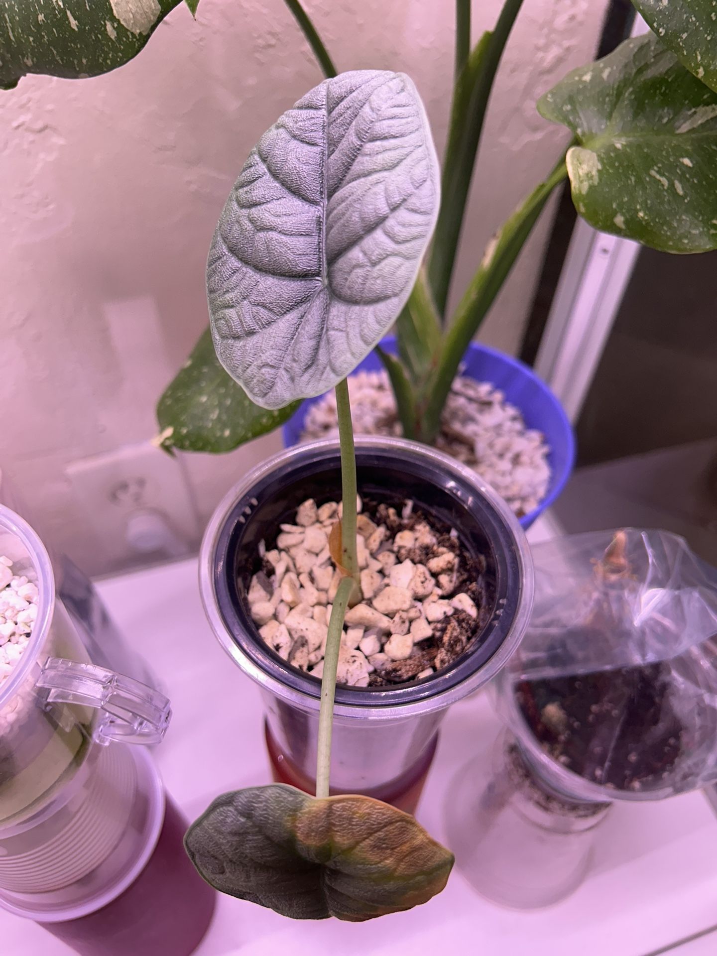 Alocasia Melow