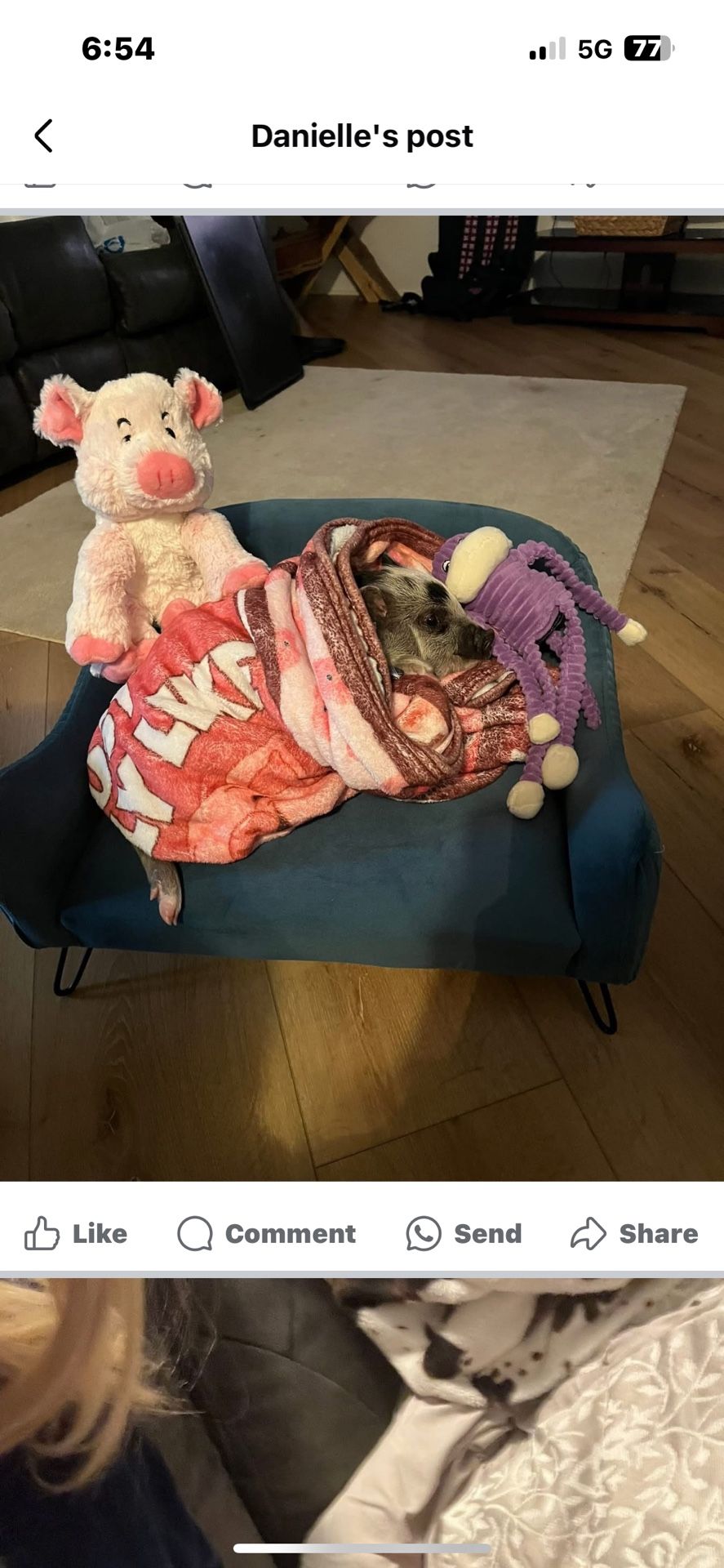 Dog Couch