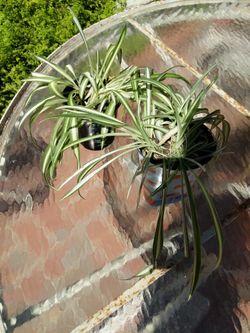 Spider Plants (Two For $5)