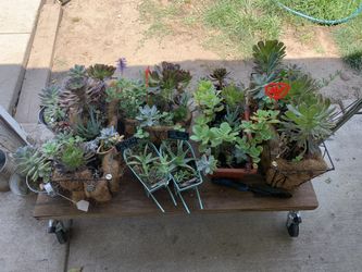 Patio plants