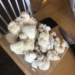 Fresh Lions Mane Mushroom