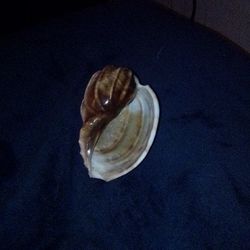   Shell 3×2 inches