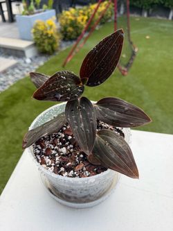 Jewel Orchid Ludisia
