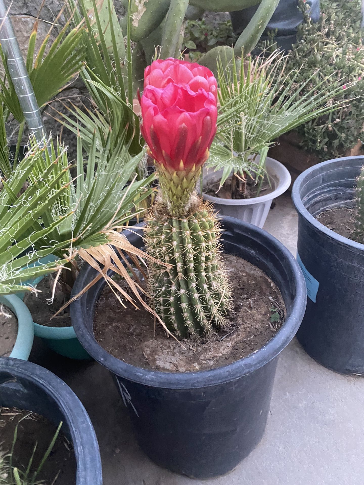 Palms And Cactus For Sale.